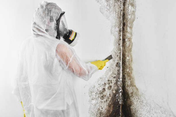 Certified Mold Removal in Bottineau, ND