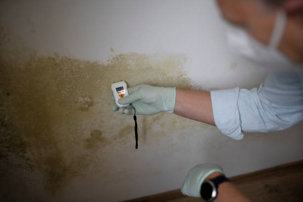 Office Mold Removal Services in Bottineau, ND