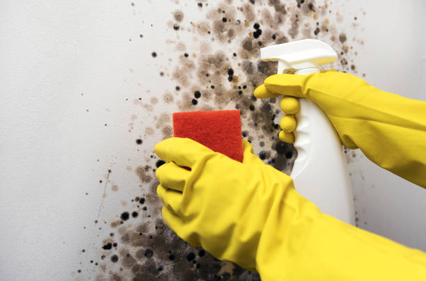 Mold Removal and Inspection in Bottineau, ND