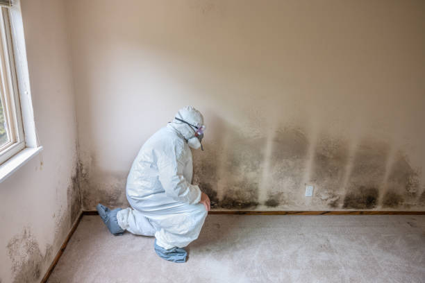 Professional Mold Removal in Bottineau, ND